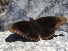 Junonia nigrosuffusa