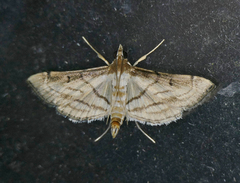 Marasmia trapezalis