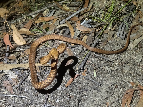 Brown Tree Snake sighting