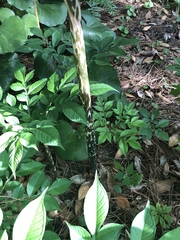 Amorphophallus konjac
