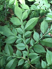 Amorphophallus konjac