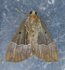 Hypena bijugalis
