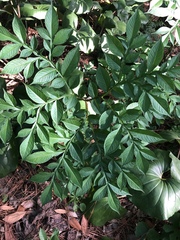 Amorphophallus konjac