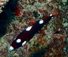 Bodianus axillaris