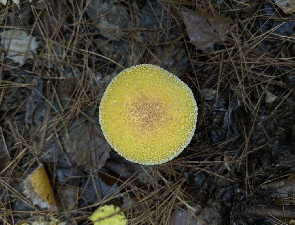 Amanita muscaria<br>12 October, 2024