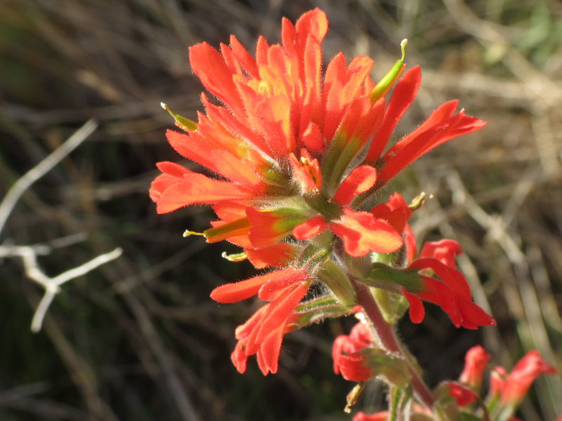Coast Paintbrush from Two Harbors, CA 90704, USA on January 14, 2012 at
