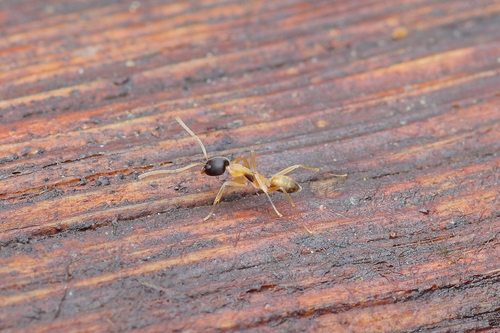 Linepithema leucomelas
