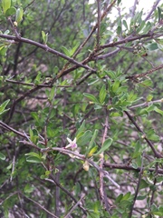 Citharexylum lycioides