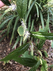 Veronicastrum