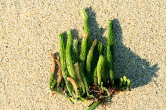 Caulerpa brownii