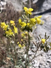 Chylismia claviformis lancifolia