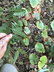 Veronicastrum