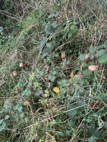 Image of Rosa arvensis by (c) Matthew Elmes, some rights reserved (CC BY)