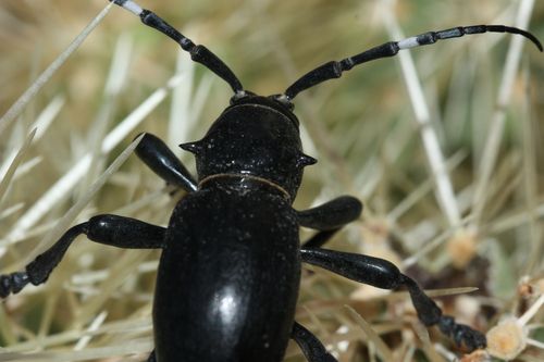 Giant Cactus Longhorn Beetle photo 3