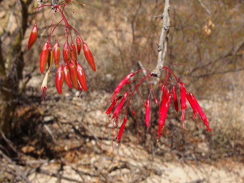 Image of Fouquieria macdougalii by (c) Sue Carnahan, some rights reserved (CC BY)