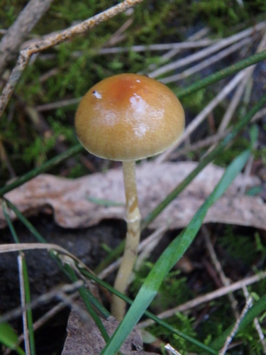 Dung Roundhead