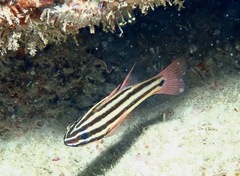 Ostorhinchus angustatus