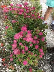Spiraea splendens