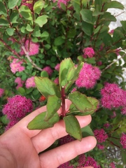 Spiraea splendens