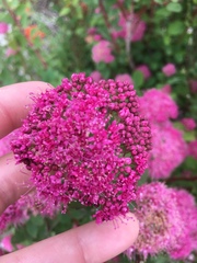 Spiraea splendens