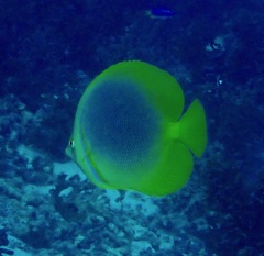 Chaetodon aureofasciatus
