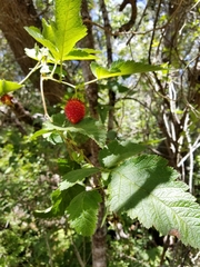 Rubus hawaiensis