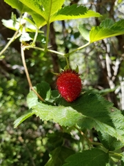 Rubus hawaiensis