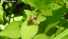 Helophilus eristaloidea
