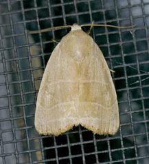 Bagisara rectifascia