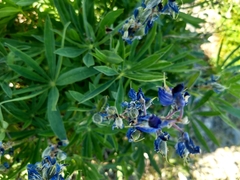 Lupinus arcticus