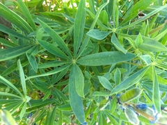 Lupinus arcticus