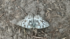 Melanargia russiae