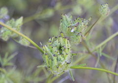 Cordylanthus rigidus setigerus