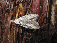 Nola vernalis