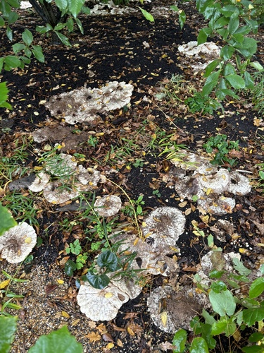 Aspropaxillus giganteus — no rights reserved