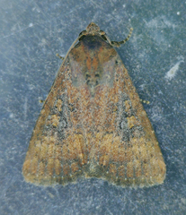 Condica sutor