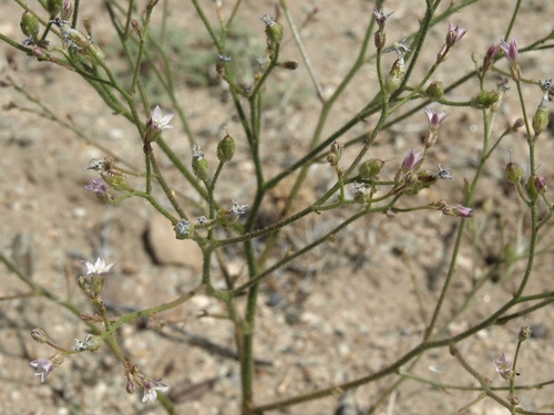 Lott's gilia (Aliciella lottiae)