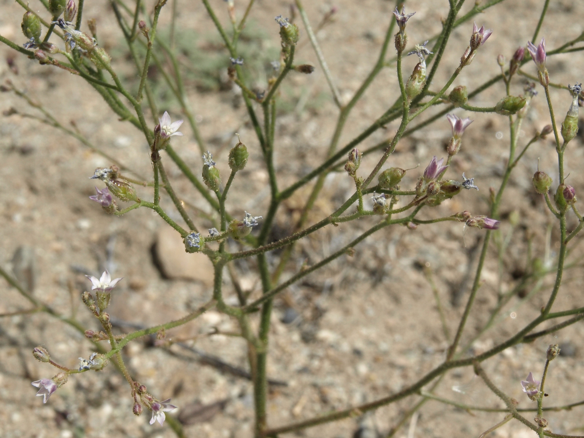 Aliciella lottiae
