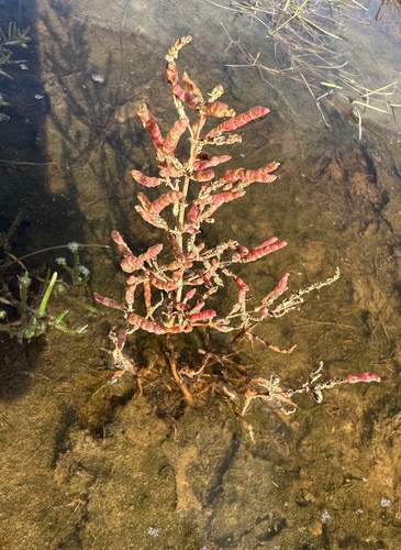 Image of Salicornia europaea by (c) Julia Henning, some rights reserved (CC BY)