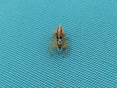 Phintelloides jesudasi