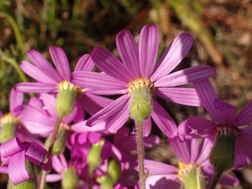 Image of Senecio arenarius by (c) agujaceratops, some rights reserved (CC BY)
