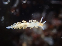 Diaphoreolis flavovulta