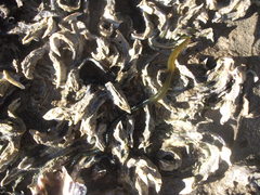 Eulalia microphylla