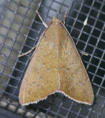 Anomis illita