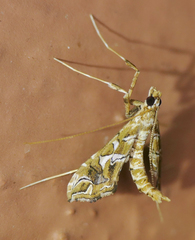Lineodes vulnifica