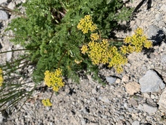 Cymopterus