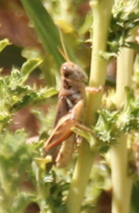 Melanoplus devastator