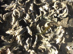 Eulalia microphylla