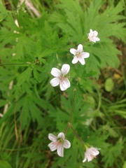 Geranium asiaticum