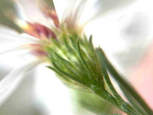 Symphyotrichum pilosum iNat (3)
